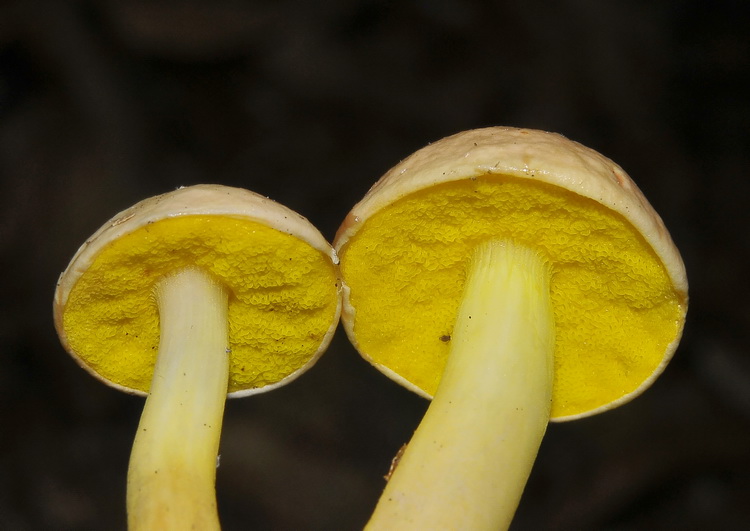 Aureoboletus gentilis (Qul.) Pouzar